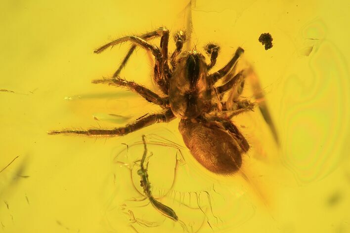Detailed Fossil Spider (Aranea) In Baltic Amber #58080